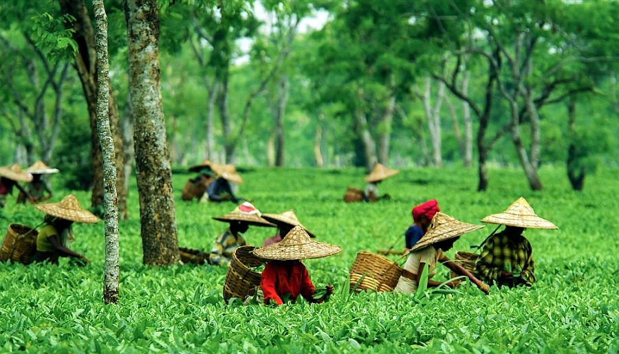 Assam